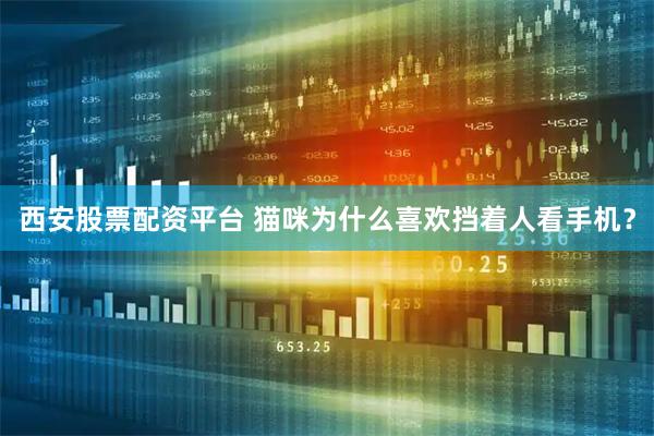 西安股票配资平台 猫咪为什么喜欢挡着人看手机？